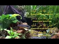 Selawat dan Salam ke Atas Junjungan Besar Nabi Muhammad SAW | Muhammad SAW | Aquarium | Merdu | Soft