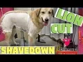Doing a Lion Mane on a dog