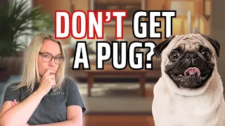 Pros and Cons of Owning a Pug Dog Is a Pug Right for You