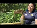 Zoo2You - Vertebrate Edition Reptiles