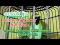 Download Lagu cucak ijo istimewa || gacor full isian || sekali pancing burung lain emosi ikut acor