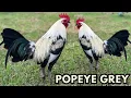 Download Lagu Beautiful Popeye Grey Big Farm Philippines