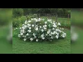Lagu How to create a mesmerizing moon garden