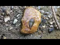 Smooth Turtle Leech
