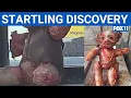 Download Lagu Teddy bear wrapped in ‘human skin’ discovered in California | FOX 11 LA