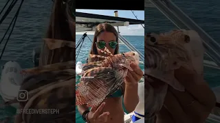 Where not to touch a lionfish-13 venomous spines! 11 on the dorsal, 2 on the pelvic & 1 on the anal
