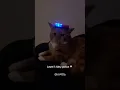 Download Lagu Which cat has the best job? #cute #music #audio #cats #cat #tiktok #shorts #fyp #funny