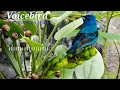 Indigo bunting singsing