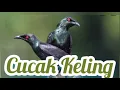Download Lagu Cucak  Keling Gacor untuk PanciNgan dan pikat
