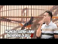 Lagu STABIL TIAP MINGGU HANYA KONSUMSI JANGKRIK !! TYPE SUJUD DAN ATAS