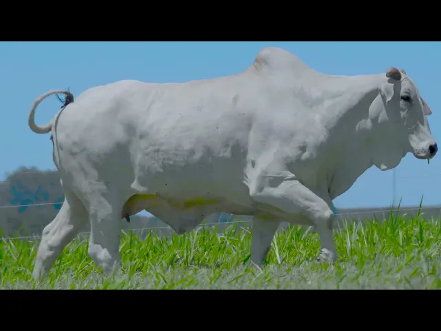 Matriz Nelore SGN - 1166