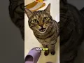 Lagu schattige kattenmiauw