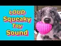 Download Lagu Squeaky Toy Sounds ,Sounds Dogs React To, Sounds that attract dogs  #prankyourdog #squeaky