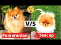 Pomeranian Teacup Pomeranian Puppy Which one should you Get