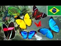 BUTTERFLIES You ve NEVER seen before Brazilian Rainforest REGUA