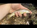 NC Trout Fishing Wild and Stocked Trout