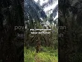 Download Lagu inilah nasib pengangguran itu #creator #automobile #sawitbuahpasir