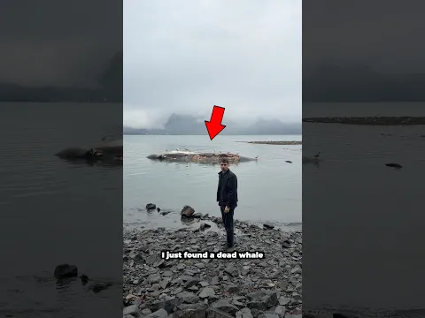 Whale With Strange Pieces Missing