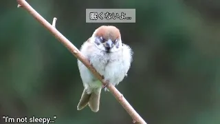 早朝は曇っていた朝ご飯です 