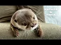 Download Lagu Kotaro the Otter Has the Most Expressive Face Ever