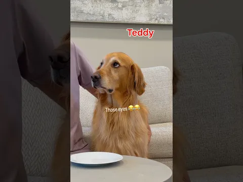 Trying the viral tea bag prank on my dogs!