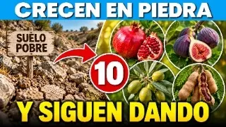 10 Árboles Frutales Que Crecen En Suelos Pobres (Y Que Nadie Planta)