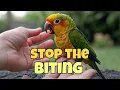 Why Your Pineapple Conure Is Biting - And How to Stop It