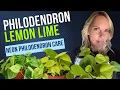 Philodendron Lemon Lime NEON Philodendron Care MOODY BLOOMS