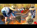 Netting Rare EEL Fish in the Florida Everglades HELP IDENTIFY