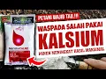 Download Lagu WAJIB TAU.❗❗❗ WASPADA SALAH PAKAI PUPUK KALSIUM AGAR PANEN MENINGKAT DAN HASIL MAKSIMAL