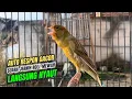 Download Lagu kenari gacor panjang AMPUH,, PANCINGAN KENARI AGAR BUNYI Jadikan BURUNG KENARI GACOR PANJANG \u0026 MEWAH