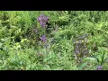 Teaching sustainable wildcrafting works with michigan herbalist jim mcdonald