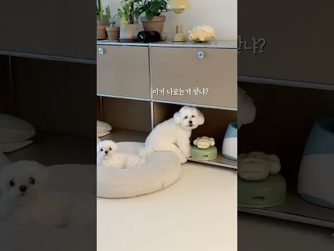 이거 나오는거 맞냐??