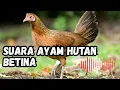 Download Lagu SUARA AYAM HUTAN PIKAT - SIAP-SIAP PANEN AYAM HUTAN‼️