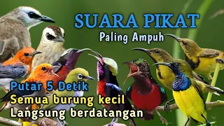 suara pikat ampuh pemanggil semua jenis burung kecil 