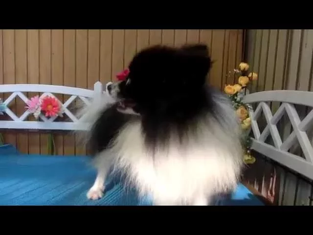 動画