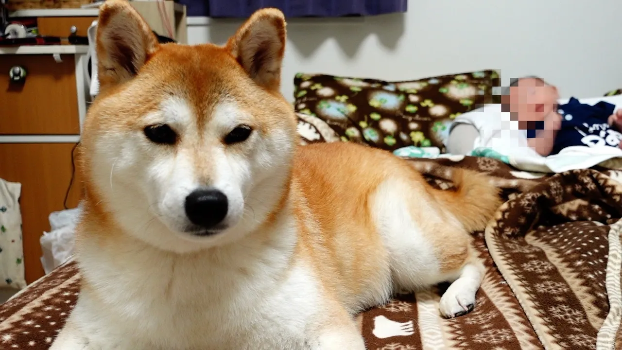 柴犬は、赤ちゃんが苦手❔それともマイペース❔