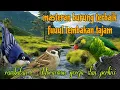 Download Lagu Masteran burung lombahan full tembakan 🔥🔥 rambatan Doraemon gereja dan perkici 