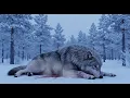 Download Lagu Wilk zostaje zdradzony i porzucony na skraju śmierci, ale dzieje się coś zaskakującego