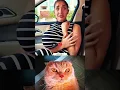 Download Lagu When my girlfriend cheated on me 😺 #cat #bombastic #popular #shorts