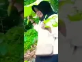 Download Lagu memori daun pisang..#short #shorts #memories #dangdutlawas #hiburan #hiburanlucu