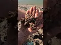 Download Lagu The most camouflaged decorator ive seen #nightmarefuel #fishing #crabbing #spider #crab #kids