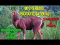 Download Lagu SUARA PIKAT RUSA/PAYAU,RUSA LIAR DI JAMIN MENDEKAT.
