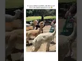 Download Lagu She got the answer 😂 #lama #funnyanimalvideos