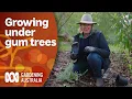 Grow a Garden Under Gum Trees Gardening 101 Gardening Australia