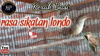 kerak basi alis putih gacor kerak basi rasa sikatan londo sikatan londo kw