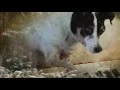 Video di Laurie Anderson - Heart of a Dog [Official Trailer]