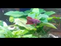 Top Fin Astonish 6 gallon corner aquarium review