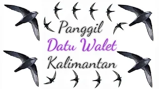 sp datu walet kalimantan original by h syahril sasmita suara panggil burung walet