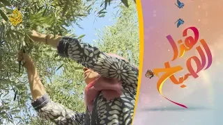 هذا الصباح شاهد طقوس موسم قطف الزيتون في فلسطين 